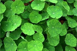 秦嵐直言“上鏡女星其實(shí)都不好看”，植物提取物揭示鏡頭下的審美扭曲